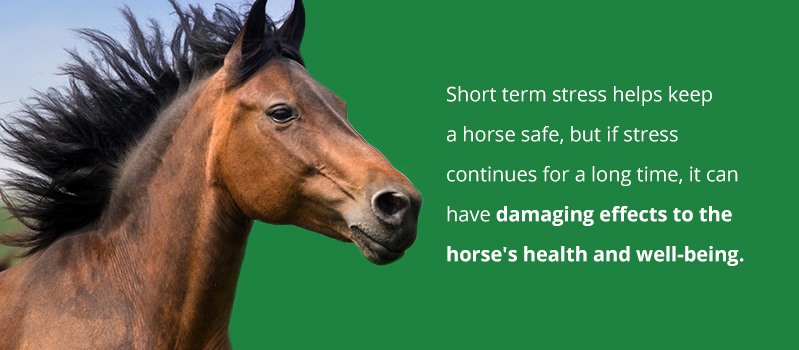What does stress mean for horses?