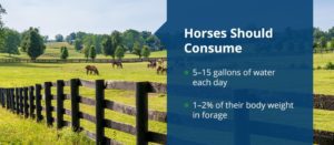 Horses should consume 5-15 gallons of water each day and 1-2% of their body weight in forage | Pro Earth Animal Health