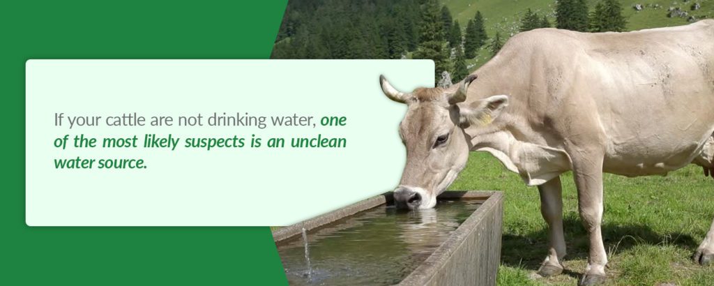 If your cattle are not drinking water, one of the most likely suspects is an unclean water source.