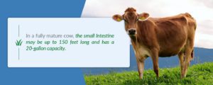 In a fully mature cow, the small intestine can be up to 150 feet long and has a 20-gallon capacity