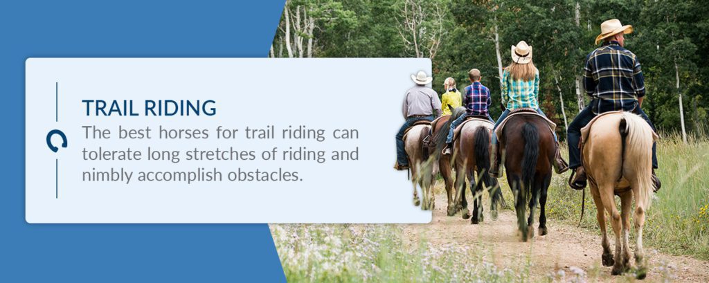 The best horses for trail riding can tolerate long stretches of riding and nimbly accomplish obstacles