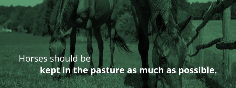 Horses should be kept in the pasture as much as possible.