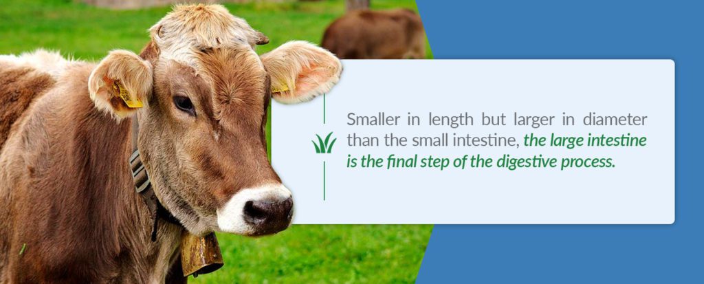 A cow's large intestine is smaller in length, but larger in diameter and is the final step in the digestive process