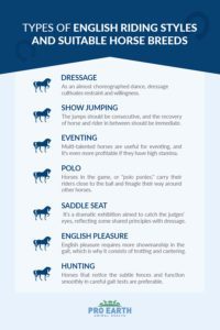 The types of English riding styles and suitable horse breeds | Pro Earth Animal Health