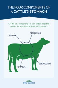 The four components of a cattle's stomach