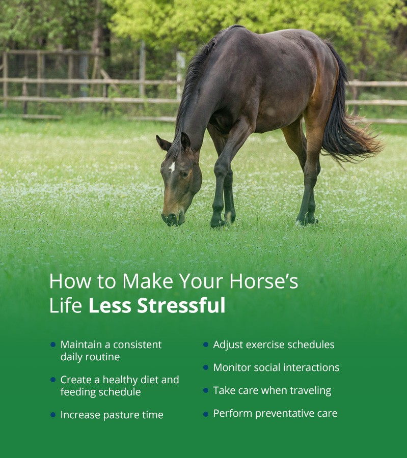 How to Make Your Horse's Life Less Stressful