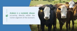 Acidosis is a metabolic disease occuring directly within the rumen segment of the stomach.