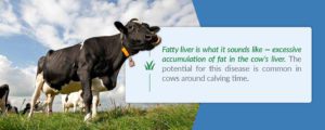 Fatty liver is what it sounds like — excessive accumulation of fat in the cow's liver.