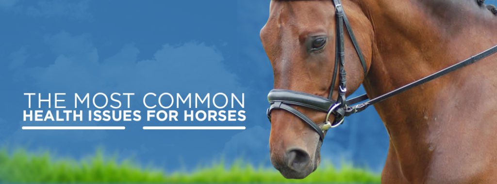 The Most Common Health Issues for Horses