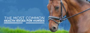 The Most Common Health Issues for Horsesv