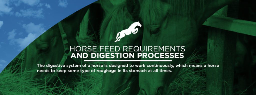 Horse feed requirements and digestion processes