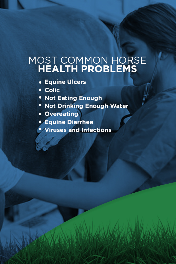 The most common horse health problems