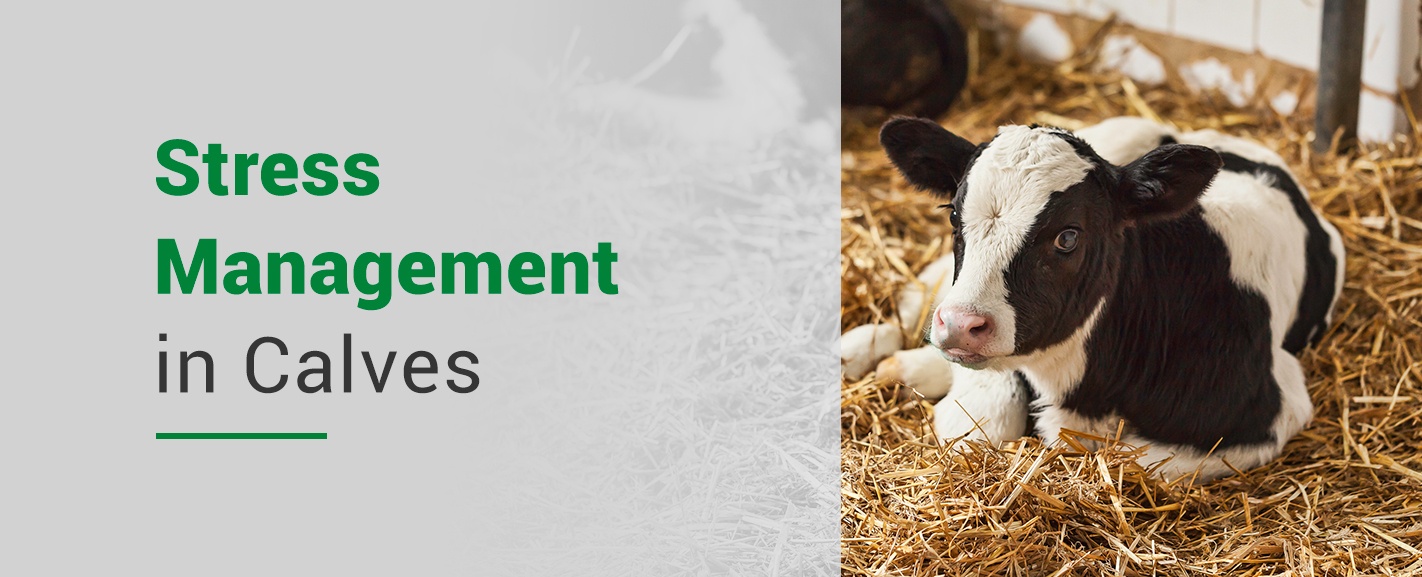 Stress Management in Calves - Pro Earth Animal Health