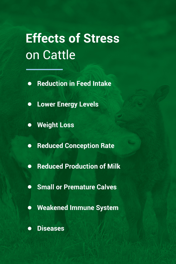 Effects of Stress on Cattle