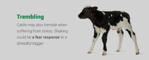 Cattle may tremble when suffering from stress | Pro Earth Animal Health