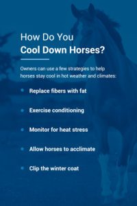 How do you cool down horses? | Pro Earth Animal Health