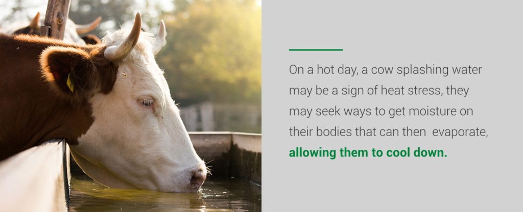 On a hot day, a cow splashing water may be a sign of heat stress