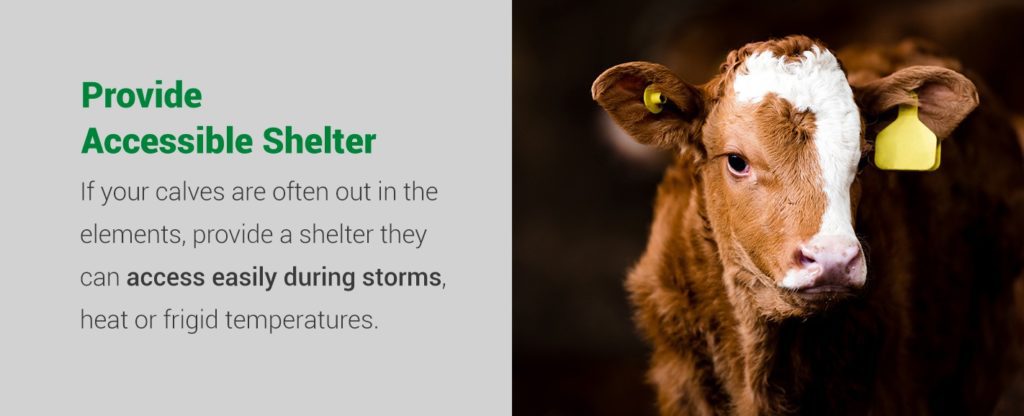 Provide accessible shelter if your calves are often out in the elements
