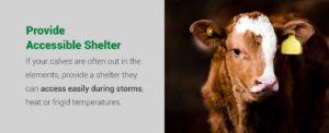 Provide accessible shelter if your calves are often out in the elements | Pro Earth Animal Health