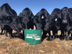 Cattleactive | Pro Earth Animal Health