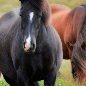 black and brown horses | Pro Earth Animal Health