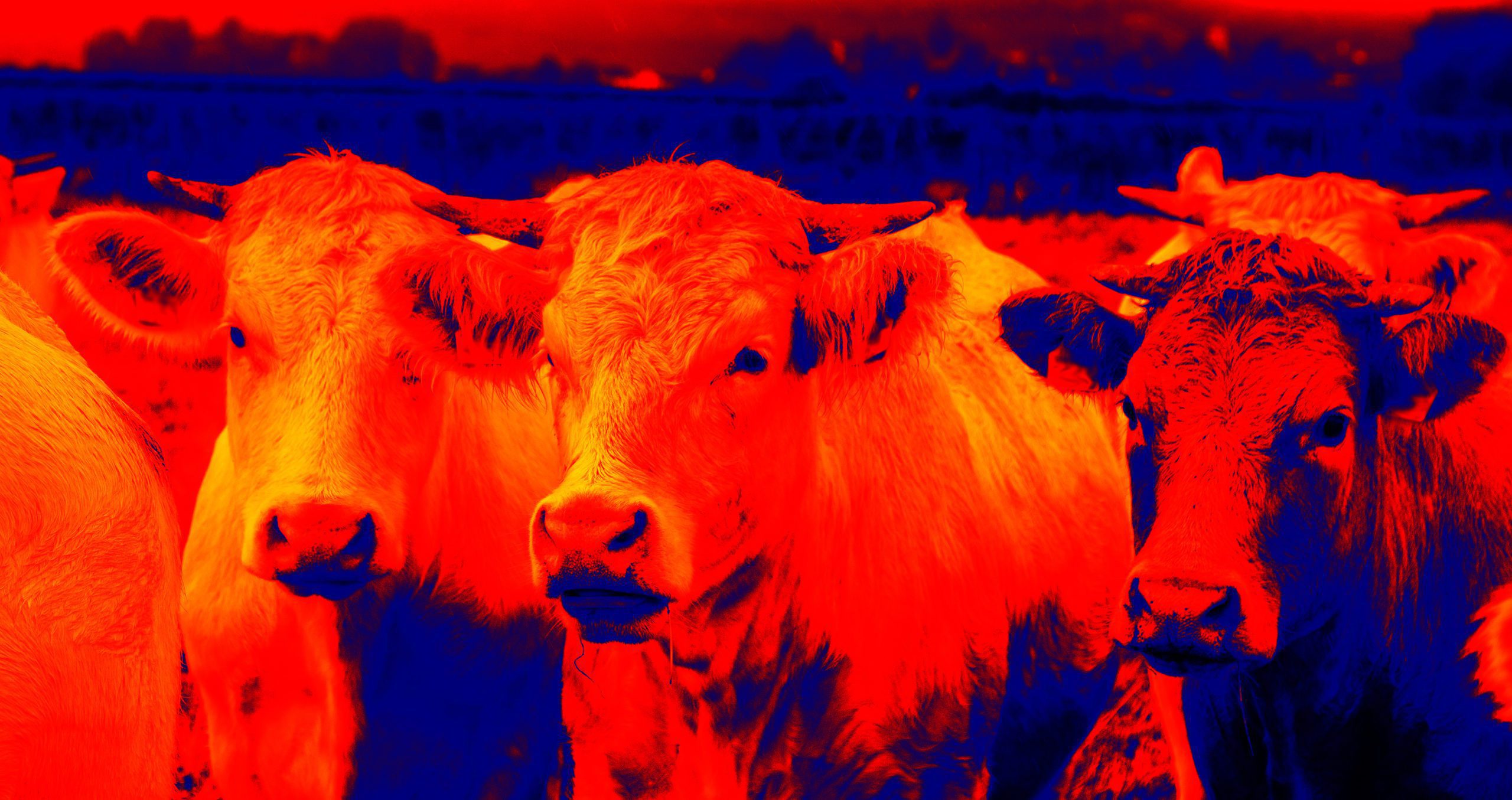 Cattle | Pro Earth Animal Health