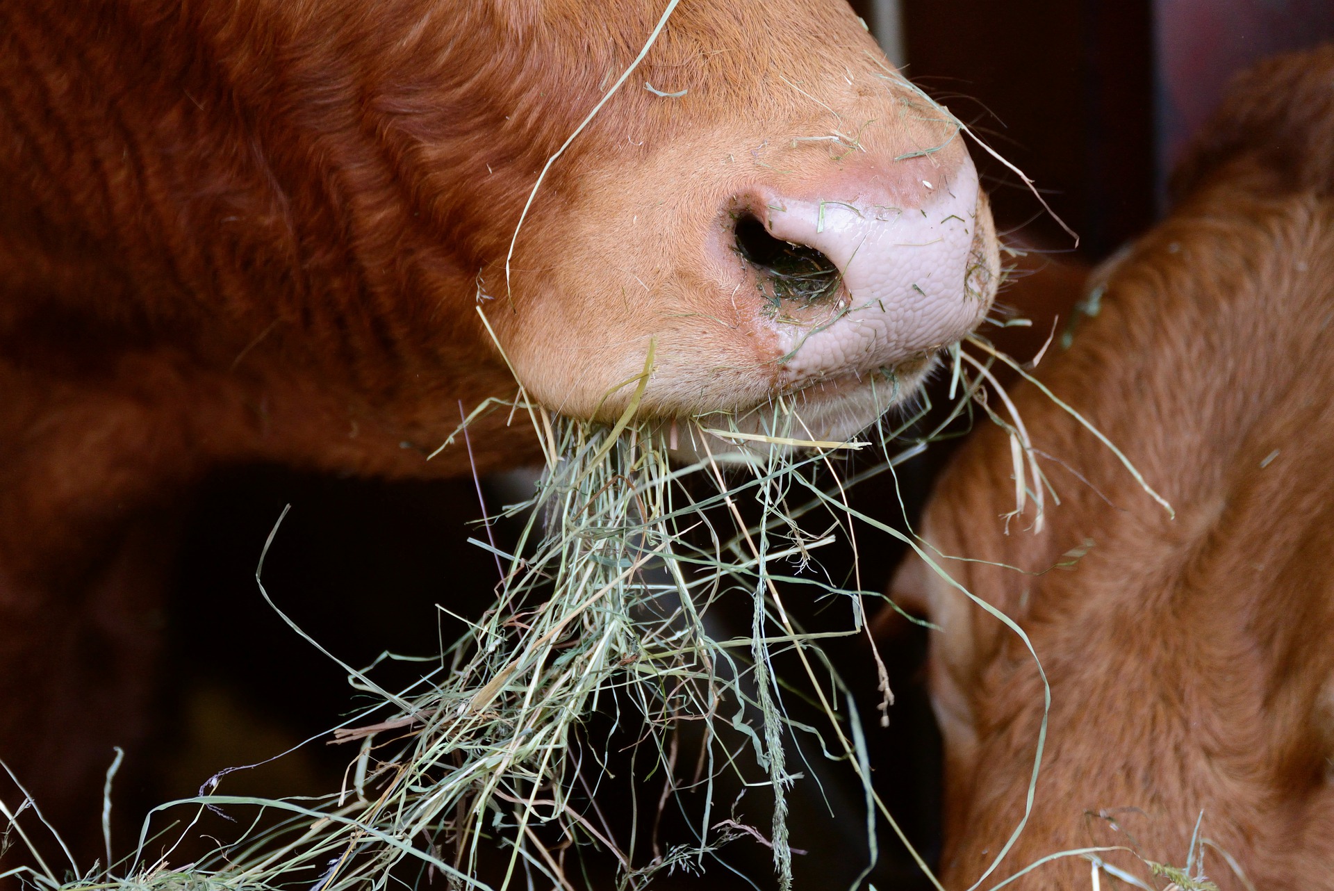 Shedding of Disease-causing Pathogens in Cattle - Pro Earth Animal Health