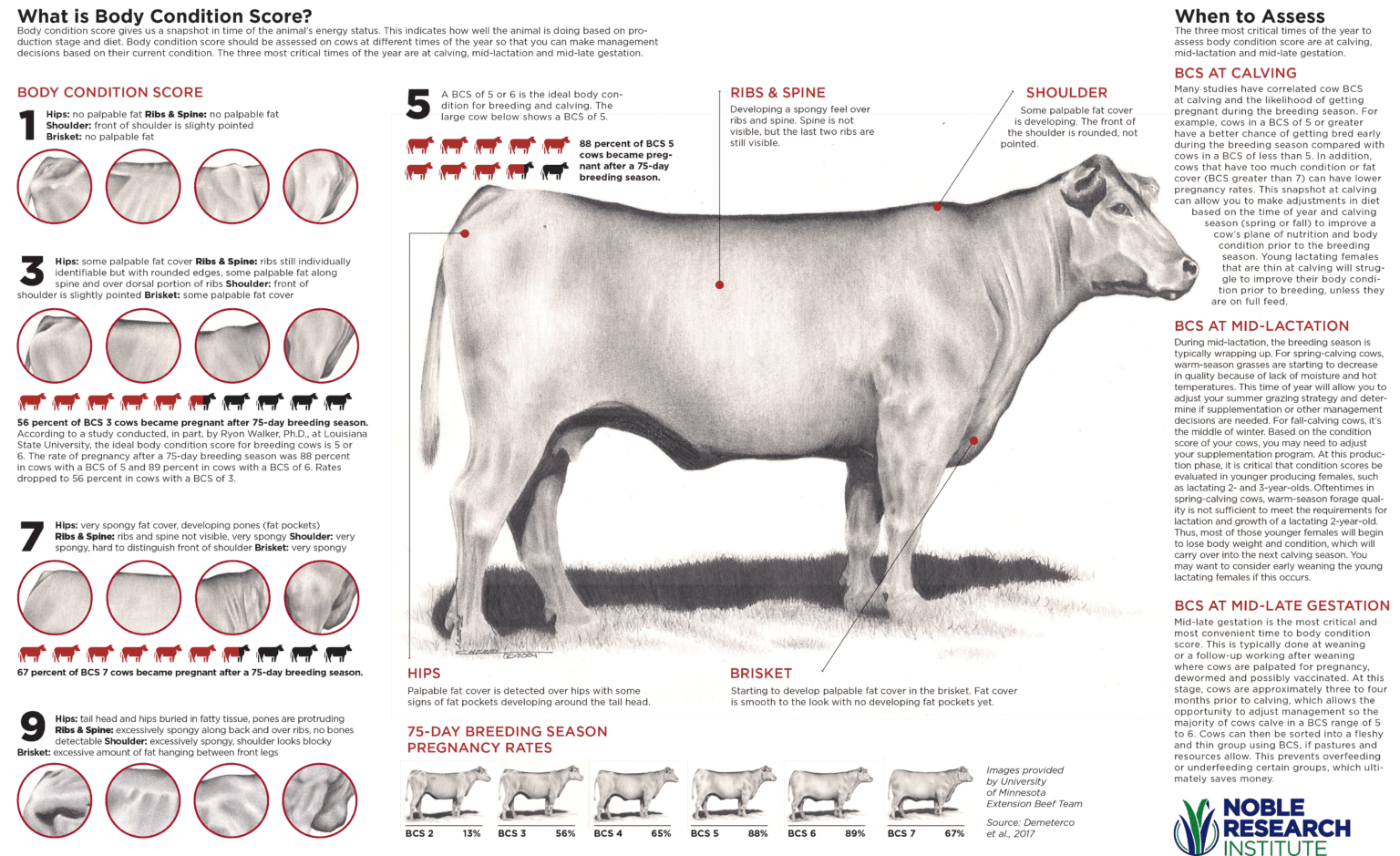 body-condition-scoring-of-dairy-cattle-dairy-producer