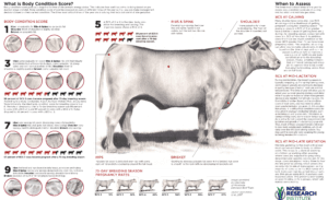 Noble BCS Chart | Pro Earth Animal Health