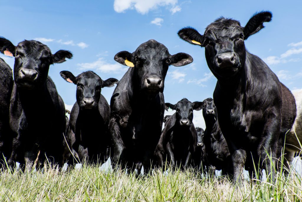 Black Cattle | Pro Earth Animal Health