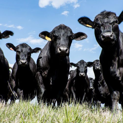 Black Cattle | Pro Earth Animal Health