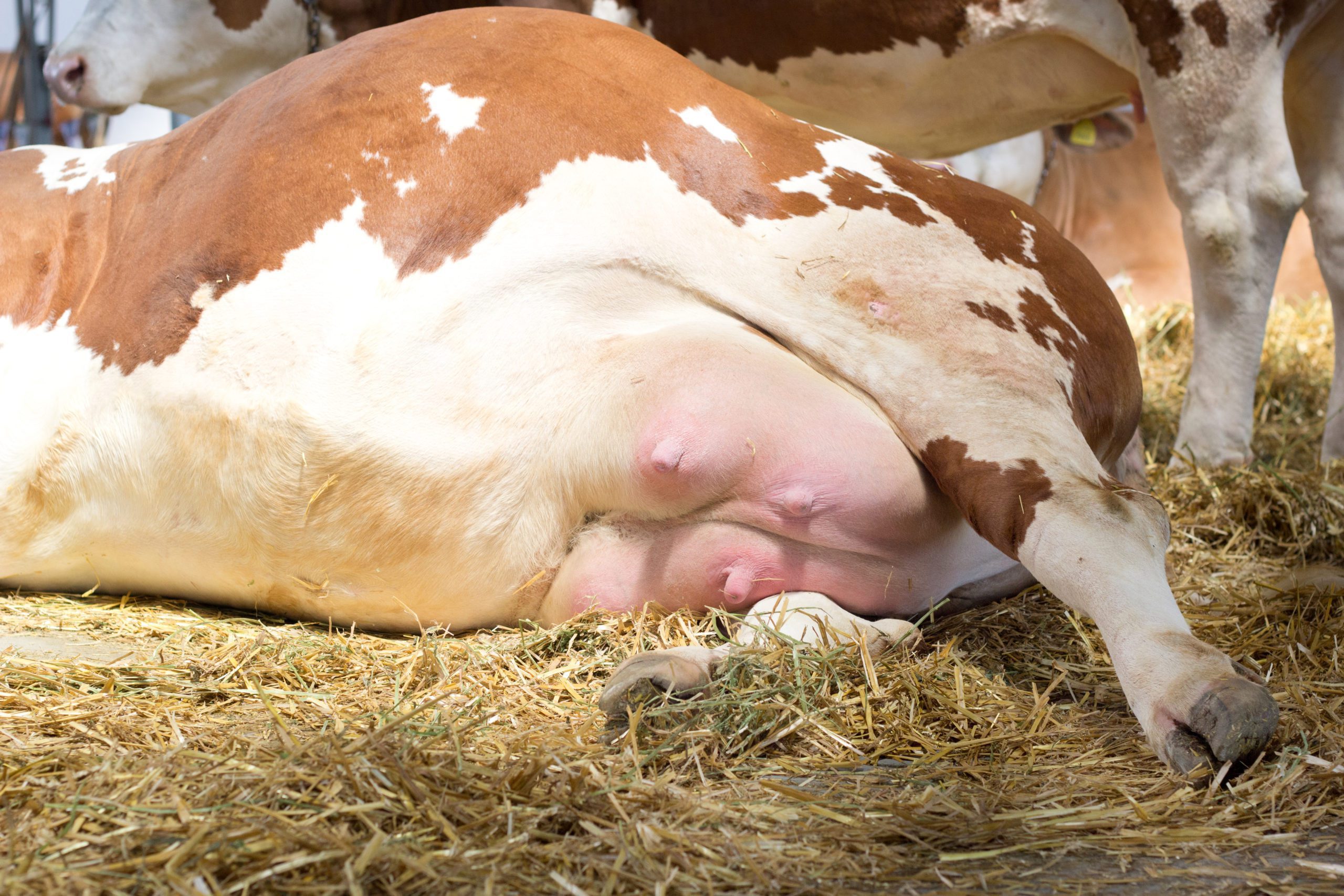 Cattle | Pro Earth Animal Health