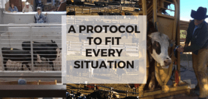 Protocol | Pro Earth Animal Health