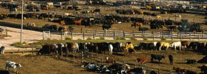 Feedlot | Pro Earth Animal Health